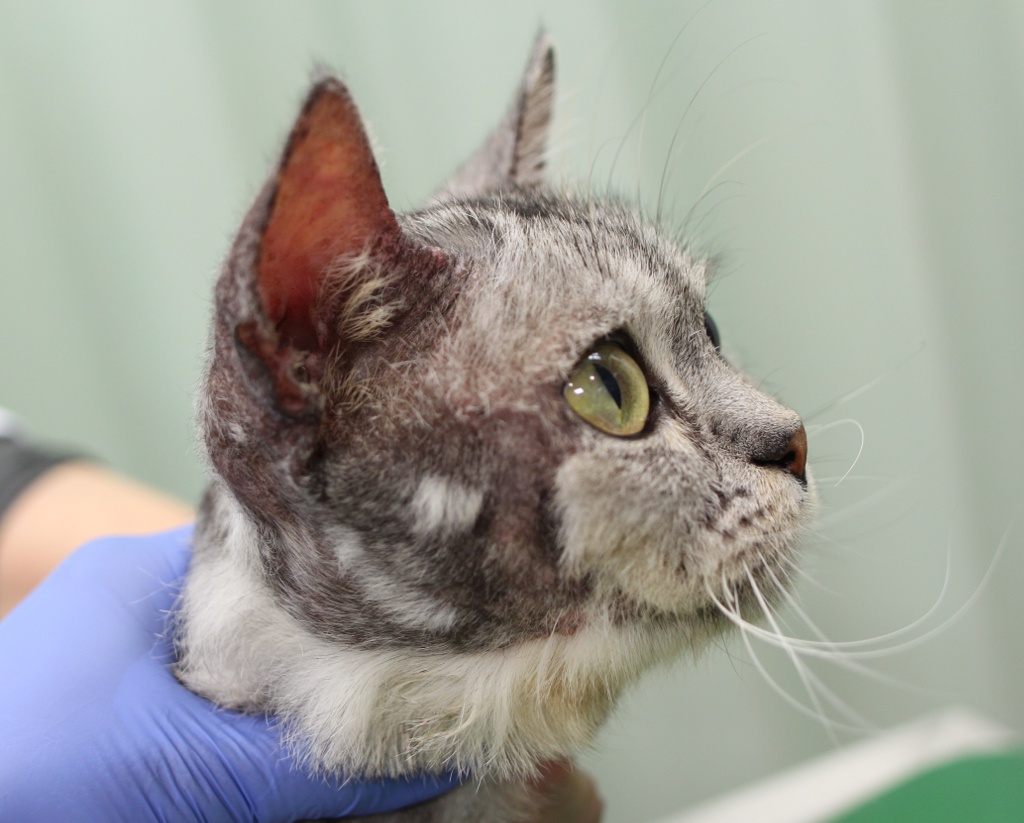 猫の食物アレルギーの原因が判明して顔のかきむしりが改善した例 北川犬猫病院