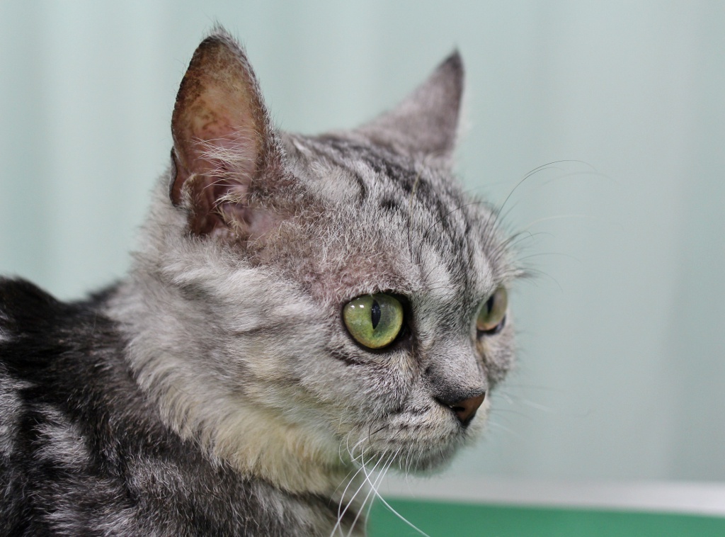 猫の食物アレルギーの原因が判明して顔のかきむしりが改善した例 北川犬猫病院