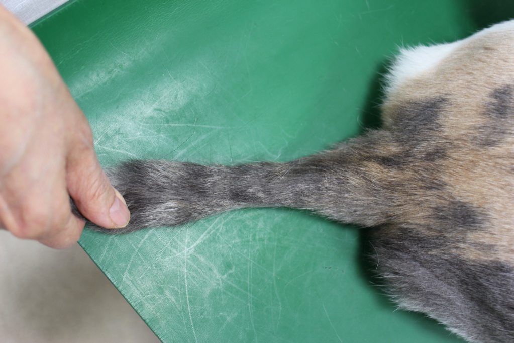 猫のアトピー性皮膚炎の治療として減感作療法を試しています 北川犬猫病院