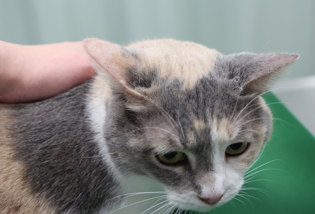 猫のアトピー性皮膚炎の治療として減感作療法を試しています 北川犬猫病院